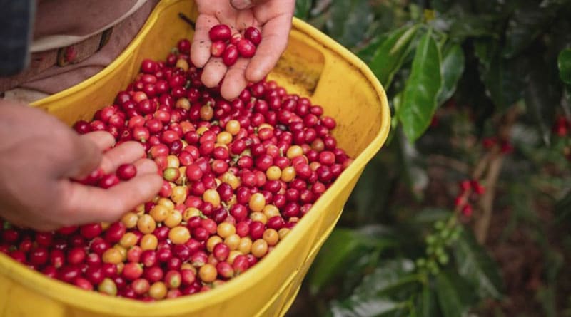 civet coffee produced