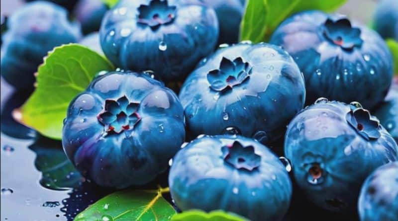 blueberry seed oil skincare regimen